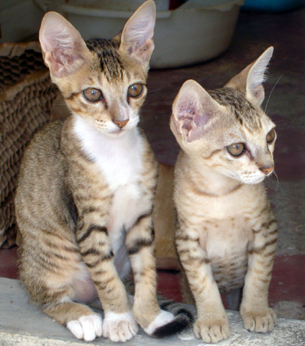 Unni mol & Pussy mol